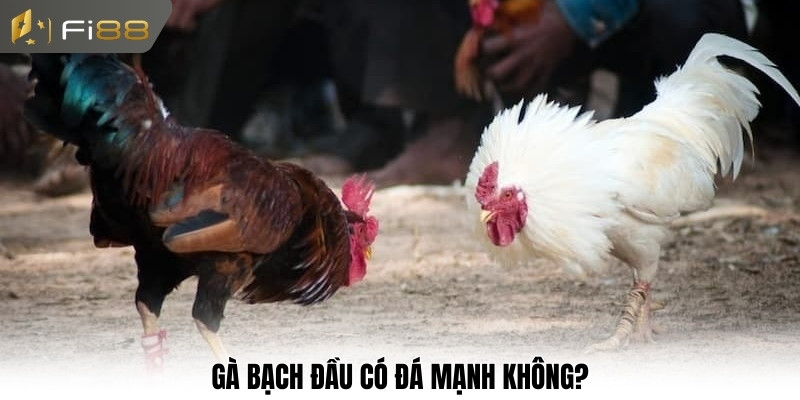 Gà bạch đầu có đá mạnh không?