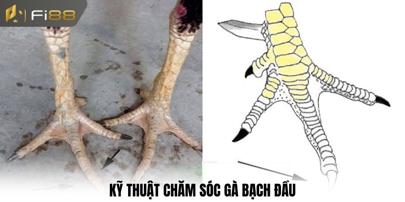 Kỹ thuật chăm sóc gà bạch đầu