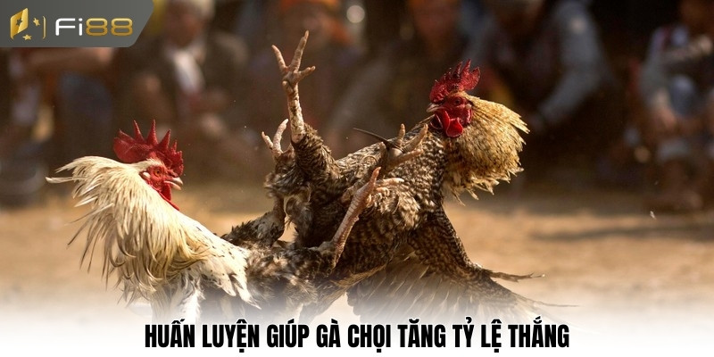 Huấn luyện giúp gà chọi tăng tỷ lệ thắng