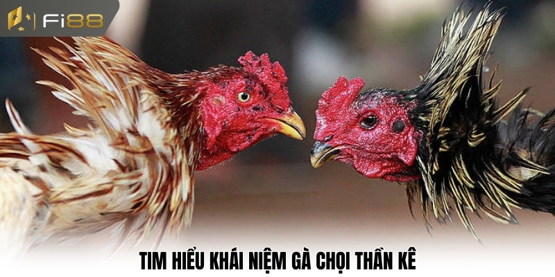 Tim hiểu khái niệm gà chọi thần kê